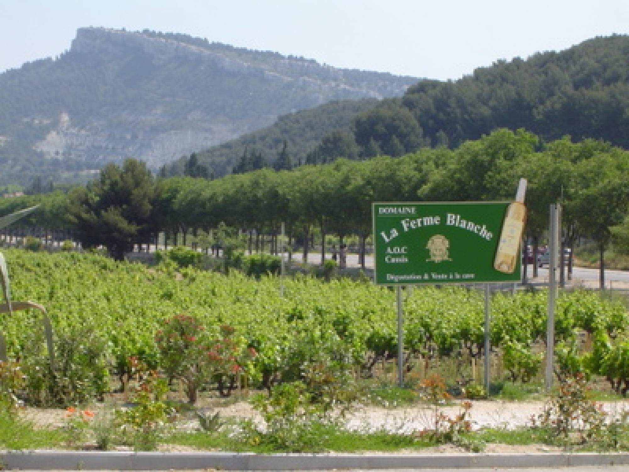 AOC Cassis, Domaine de la Ferme Blanche vin blanc