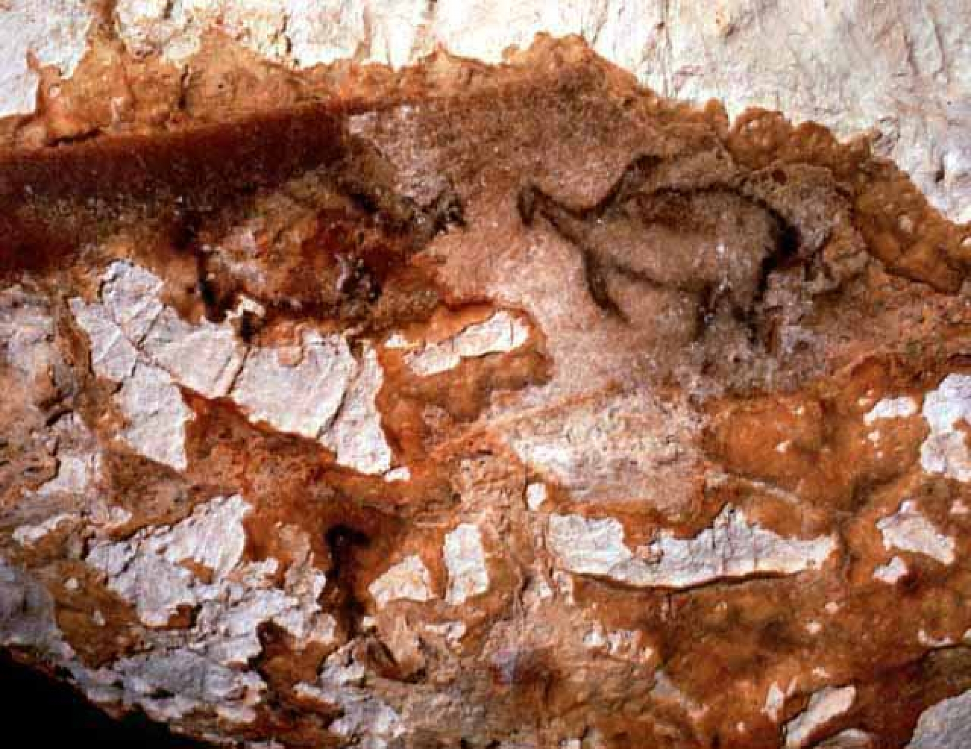 Les Animaux Marins dessinés dans le grotte Cosquer à Cassis
