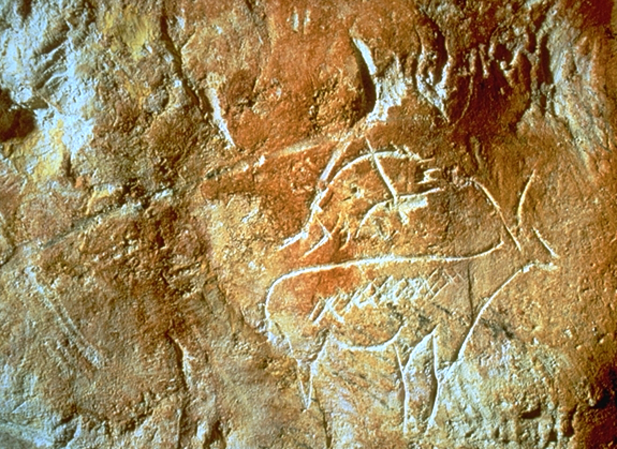Tourisme culturel : Les Animaux Terrestres peints dans la grotte Cosquer