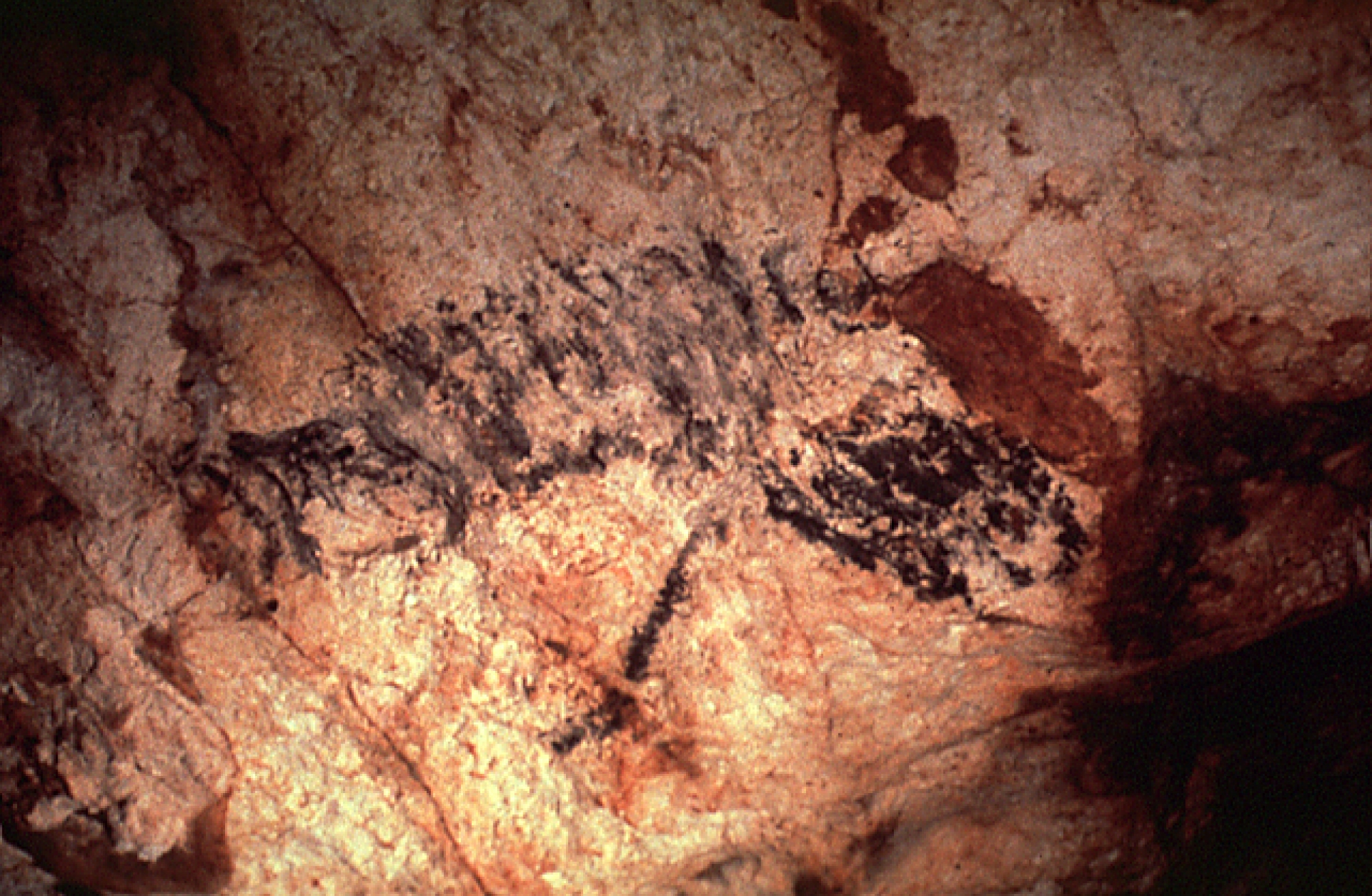 Tourisme culturel : Les Animaux Terrestres peints dans la grotte Cosquer